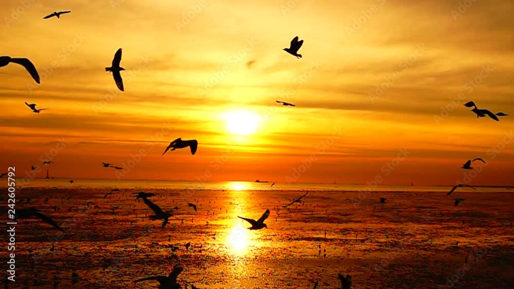 HD 1080p super slow seagulls fly beautiful full sunset sunlight sky beach background travel tourist.