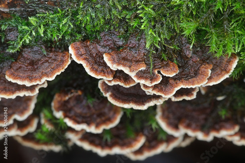 Brown crust fungus, Pseudochaete tabacina