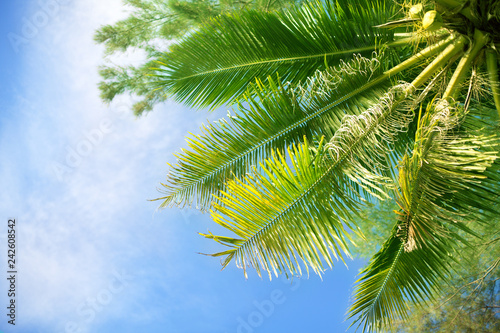 Palm tree green branches on bright blue sky and white clouds background, sunny day on tropical beach, design element for tourist poster, travel banner, relax vacation card, advertising holiday voyage © Vera NewSib