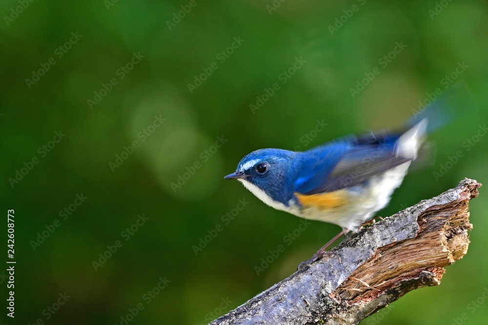 Fototapeta premium 尻尾を振る姿が可愛いルリビタキオス