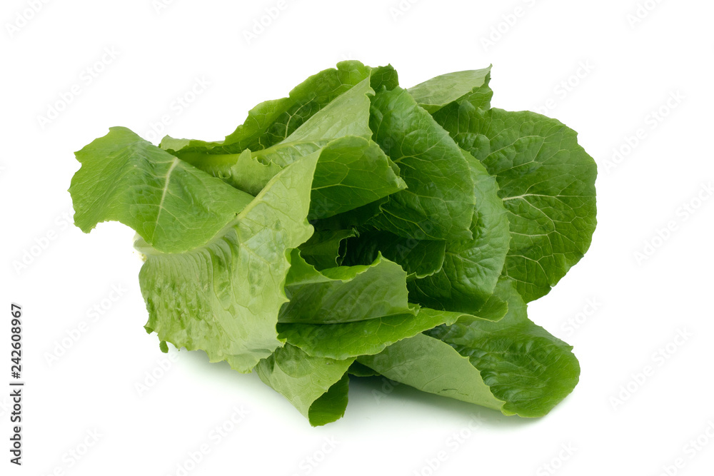 Cos Lettuce or Romaine Lettuce (Lactuca sativa L. var. longifolia) isolated on white background.Food ingredients in salads or Healthy food concept for weight loss Grown in hydroponics systems. Cos Lettuce or Romaine Lettuce (Lactuca sativa L. var. longifolia) isolated on white background.Food ingredients in salads or Healthy food concept for weight loss Grown in hydroponics systems.