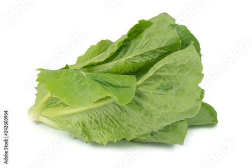 Cos Lettuce or Romaine Lettuce (Lactuca sativa L. var. longifolia) isolated on white background.Food ingredients in salads or Healthy food concept for weight loss Grown in hydroponics systems.