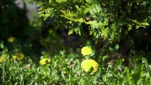 Butterflies and flowers Slow motion video of cabbage butterflies (Pieris brassicae/Madeiran large whites) landing on a yellow dandelion/taraxacum, then flying out of the frame photo