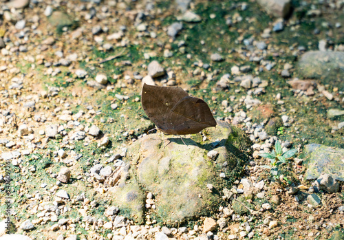 Canvas Print The Orange Oakleaf butterfly at close wings position is resting and having food on a pebble stone in the bright sunshine day with background blurred