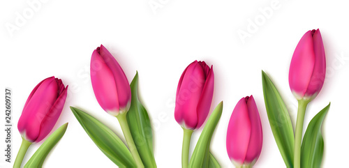 Decorative pink tulips isolated on white background. Spring design template with flowers. Vector illustration. 