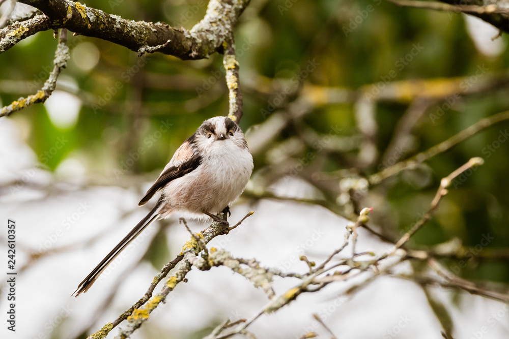 Long-Tailed Tit (Aegithalos caudatus)