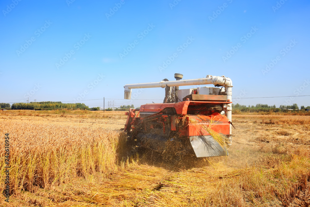 Harvester machine is harvesting rice Harvester machine is harvesting rice