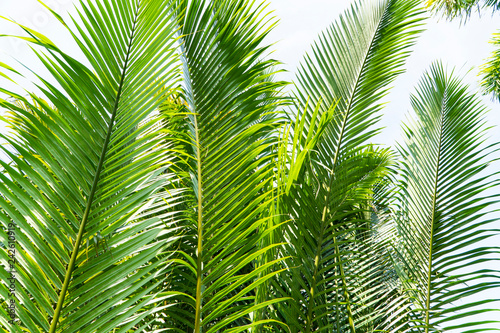 Palm trees produce the bright green branches with their delicated leaves for a fresh and beautiful environment with blue sky background.