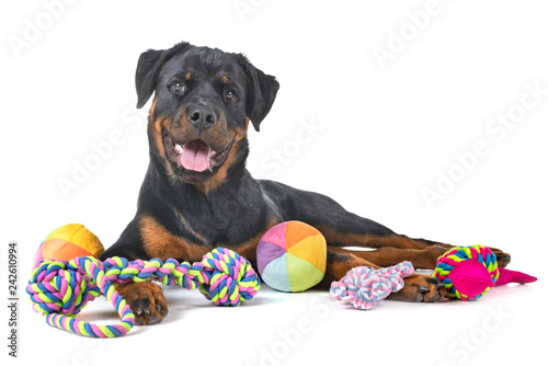 rottweiler in studio photo