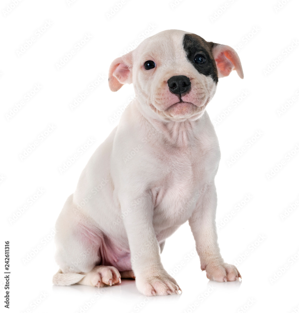puppy staffordshire bull terrier