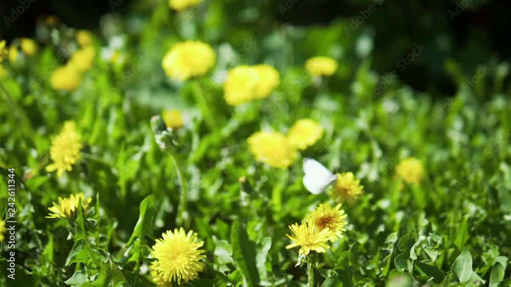 Butterfly flying from flower to flower Slow motion video of cabbage butterfly (Pieris brassicae/Madeiran large white) flying from one yellow dandelion/taraxacum flower to another