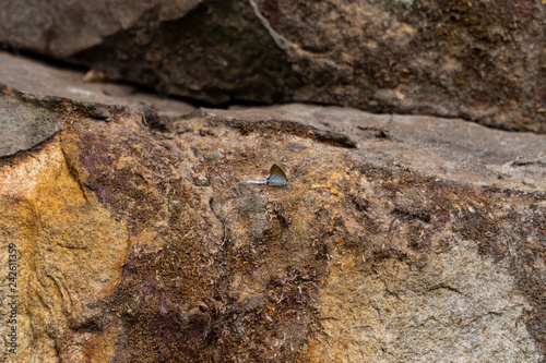 The Common Tit, the smallest butterfly is perching on a salted ground at a wooden stone with background blurred.