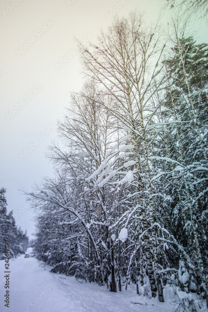 Beautiful snow covered tall trees in a winter forest Beautiful snow covered tall trees in a winter forest