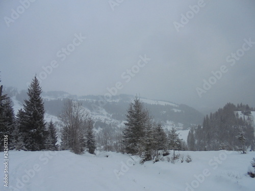 winter landscape with trees and snow