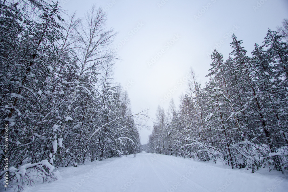 Obraz premium Beautiful snow covered tall trees in a winter forest