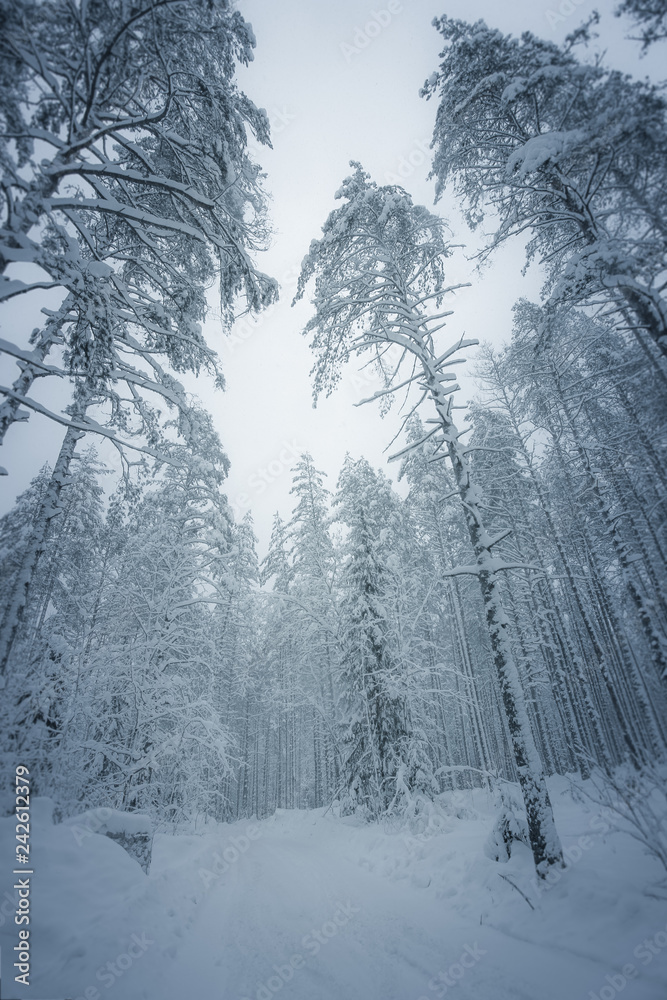 Obraz premium Beautiful snow covered tall trees in a winter forest