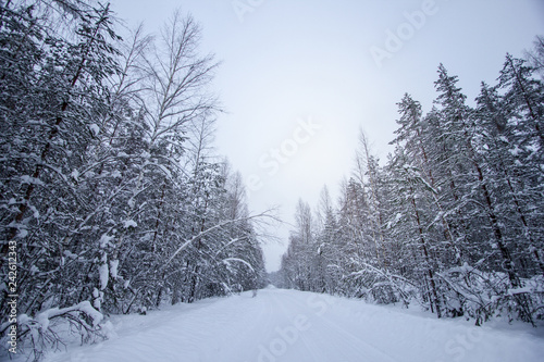 Beautiful snow covered tall trees in a winter forest © Anna