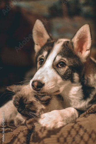 Friendly puppy and kitten lying in an embrace © Anna