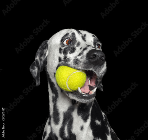 Cute dalmatian dog holding a ball in the mouth. Isolated on black