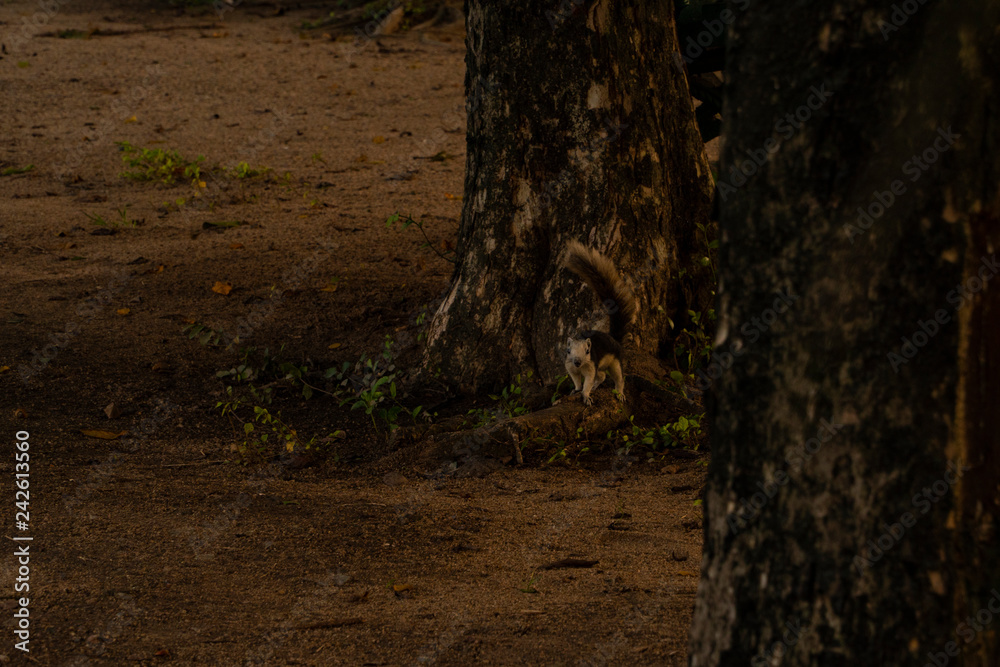 Obraz premium Squirrel stops and stares curiously after running down the tree trunk to stand on the root just to post an adorable expression late in the afternoon on the ground in the park.