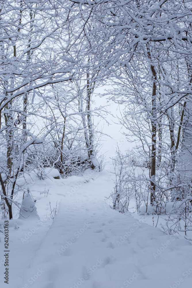 Beautiful view of snow covered trees, path and steps in a snowy forest on a cloudy day in the winter in Tampere, Finland. Beautiful view of snow covered trees, path and steps in a snowy forest on a cloudy day in the winter in Tampere, Finland.