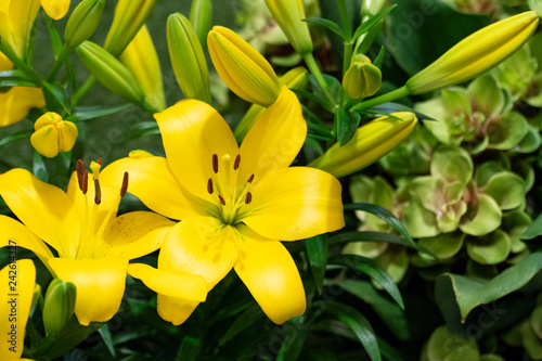 Yellow lily, alias, Aladdin Glow, the cut flowering plants growing from bulbs is shining brightly with the colorful golden petals and a single stigma surrounded by the stamen with brown anther on top.