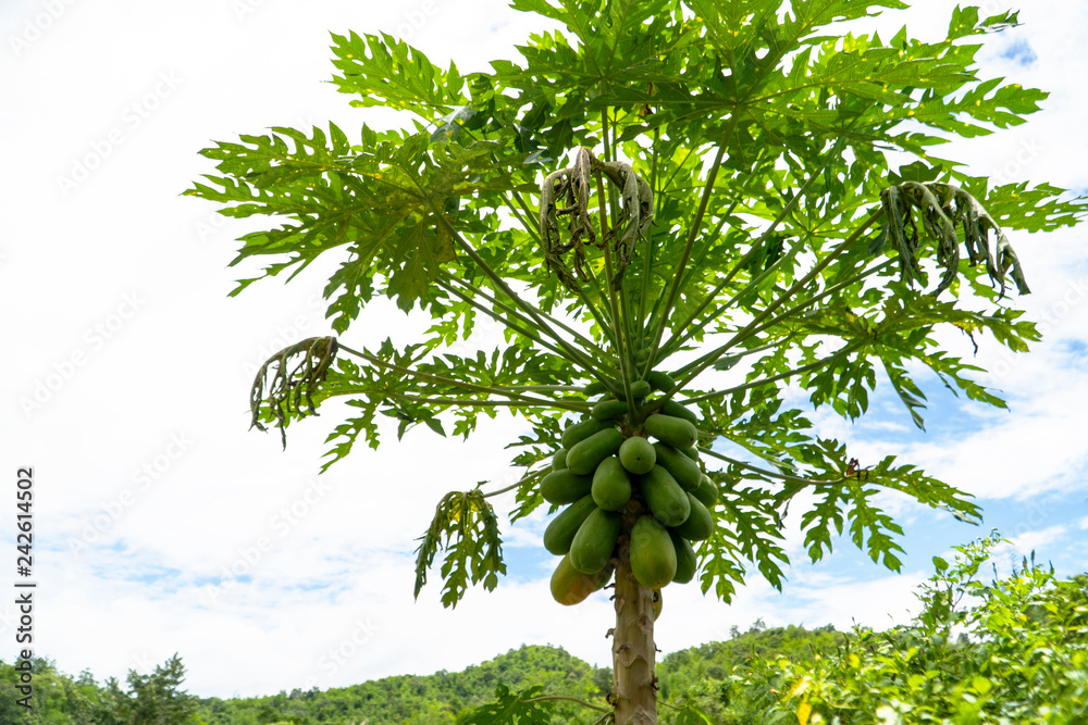 Fototapeta premium Papaya tree with a bunch of fruits growing in a sustainable garden near a hill along with other vegetables and chili; all of which is ready for cooking a tasty dish on a sunny day vacation.