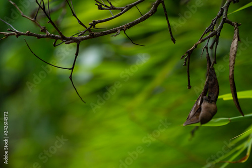 Dried tree branches in selective focus with some pods hanging over the line of green shady bush background blurred and bokeh with copy space. photo