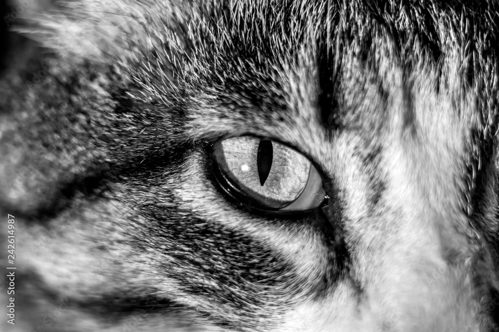 predatory cat eye