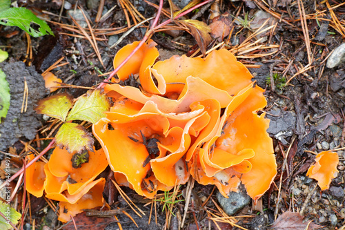 Orange peel cup fungus, Aleuria aurantia