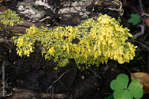 Fuligo septica is a species of plasmodial slime mold, commonly known as the scrambled egg slime, flowers of tan, or dog vomit slime mold photo