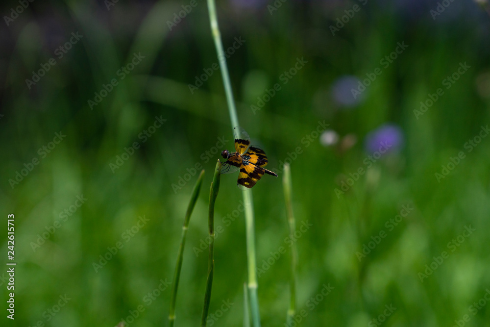 Dragonfly, a transparent wings on selective focus with artistic patterns of blue, yellowish gold and brown patches is perching on top of a flower bud in green garden background blurred and copy space. Dragonfly, a transparent wings on selective focus with artistic patterns of blue, yellowish gold and brown patches is perching on top of a flower bud in green garden background blurred and copy space.