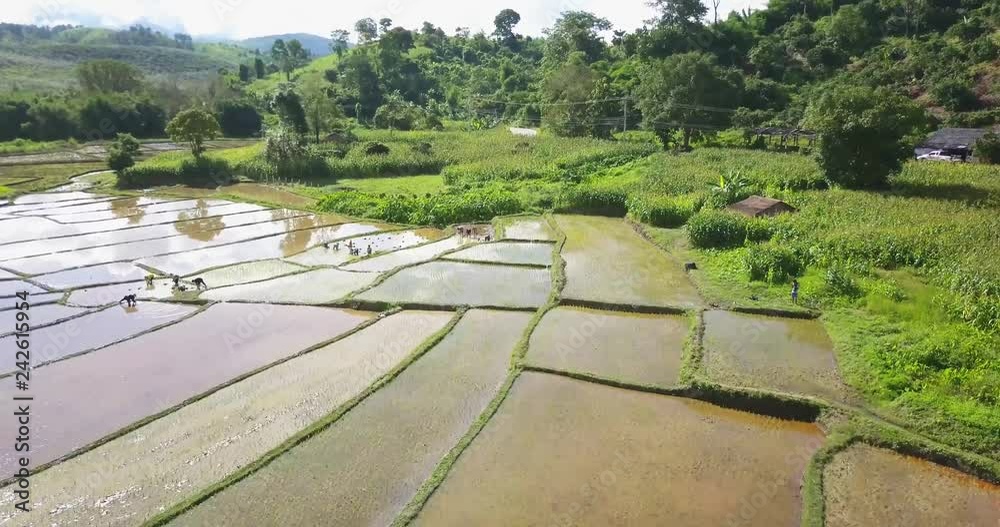 Rice cultivation 06 Rice cultivation 06