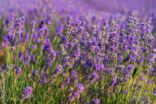 Lavender flower blooming scented fields in endless rows