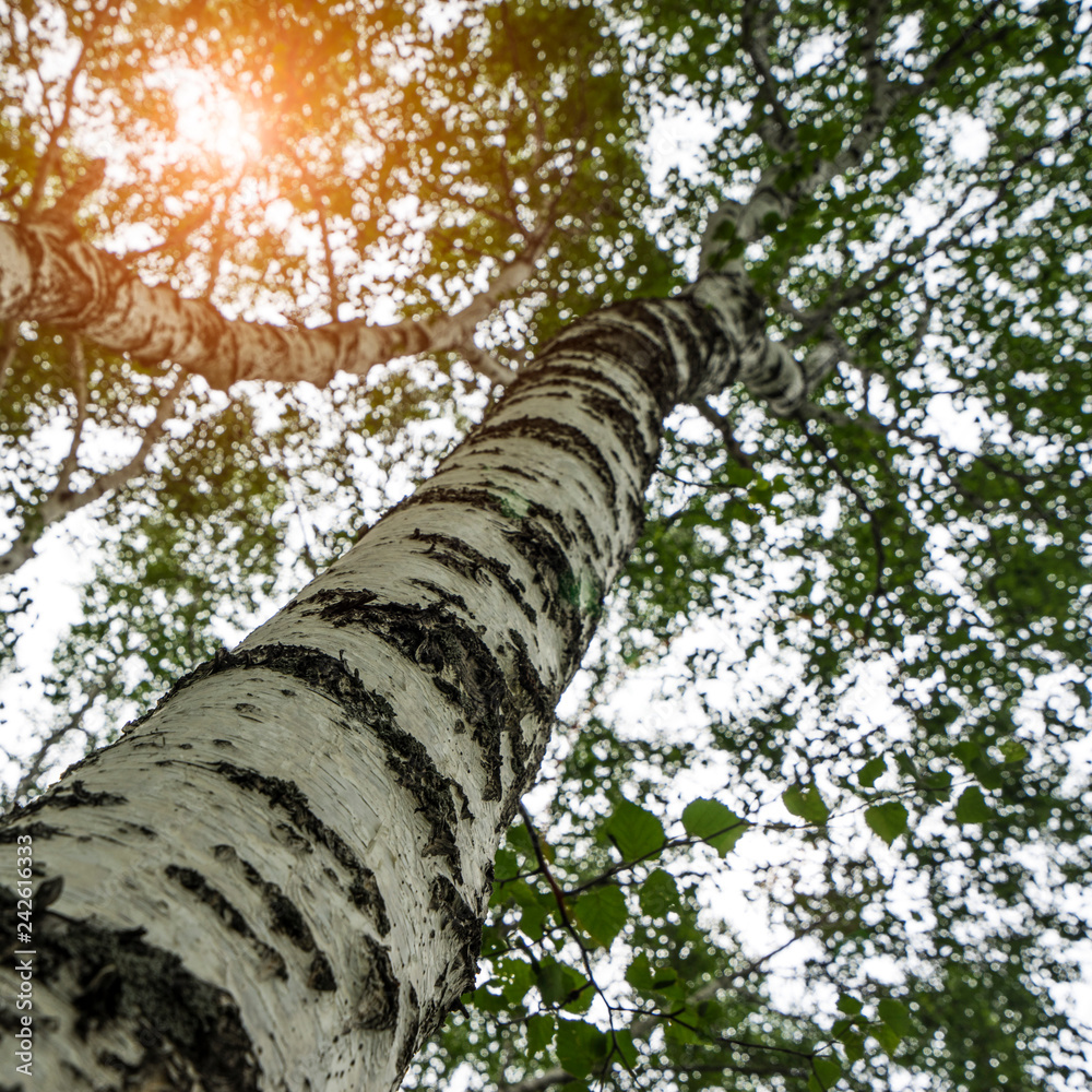 Fototapeta premium birches