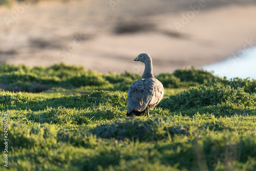 Cape Barren goose