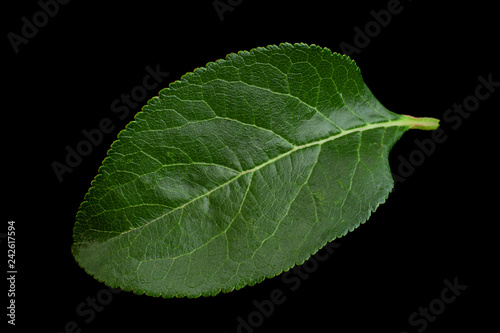 Plum leaf on black