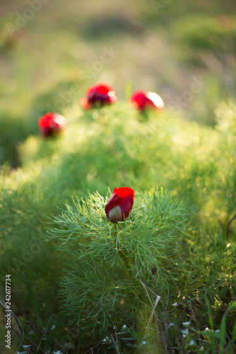 Wild peony is thin-leaved  Paeonia tenuifolia   in its natural environment. Bright decorative flower  popular in garden landscape design - selective focus.