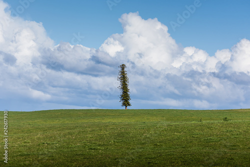 Shot of Solo Norfolk island Pine tree standing alone amongst livestock grassland with the beautifully clouded sky on background in Flinders, Victoria, Australia.