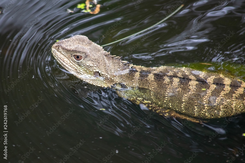 Obraz premium Eastern Water Dragon swimming