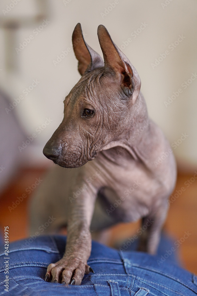 The two months old puppy of rare breed - Xoloitzcuintle, or Mexican Hairless dog, standard size. Close up portrait. Cute face. Indoors, copy space.