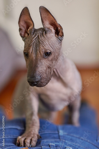 The two months old puppy of rare breed - Xoloitzcuintle  or Mexican Hairless dog  standard size. Close up portrait. Cute face. Indoors  copy space.
