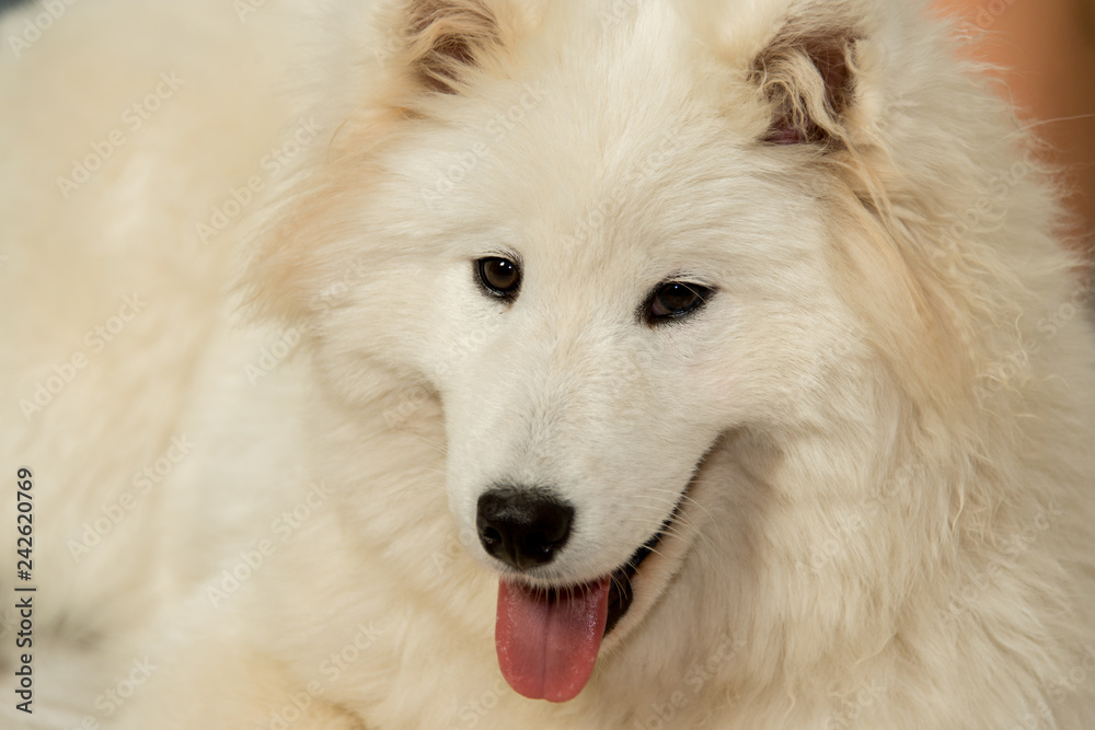 Fototapeta premium cani domestici 