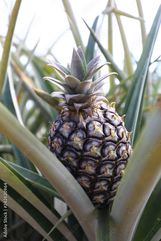 Fototapeta premium fresh pineapple