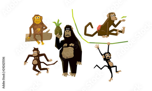Funny monkeys of various breeds, animal characters eating fruits and hanging on vines vector Illustration