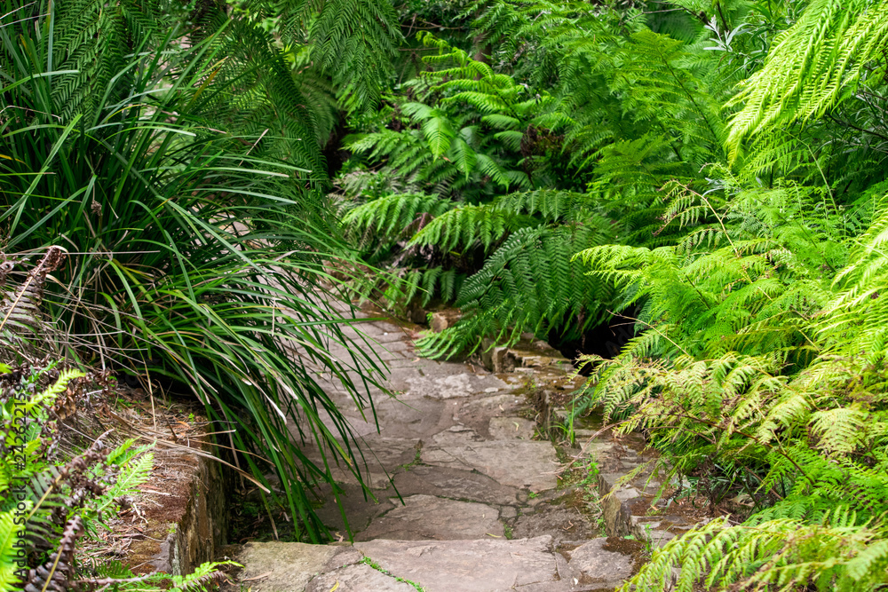 Walk through rainforest track surrounded by ferns Walk through rainforest track surrounded by ferns