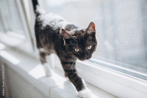 Black and white domestic kitten walks on the windowsill on the balcony
