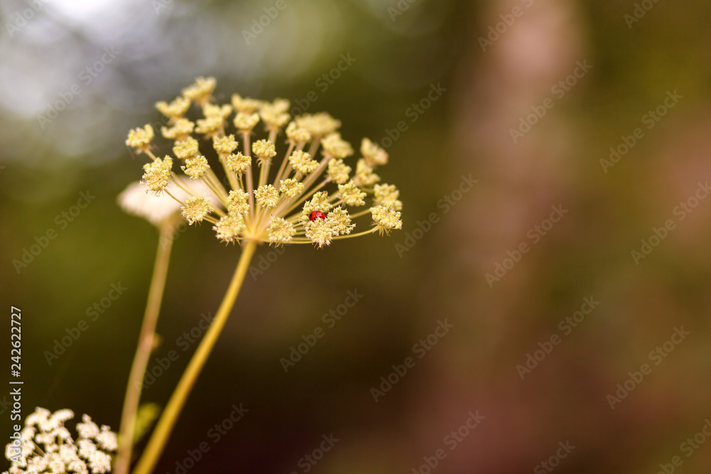 Natural background. Ladybug hid in the inflorescence of cow parsnip, blurred background, bokeh. Selective focus. Natural background. Ladybug hid in the inflorescence of cow parsnip, blurred background, bokeh. Selective focus.