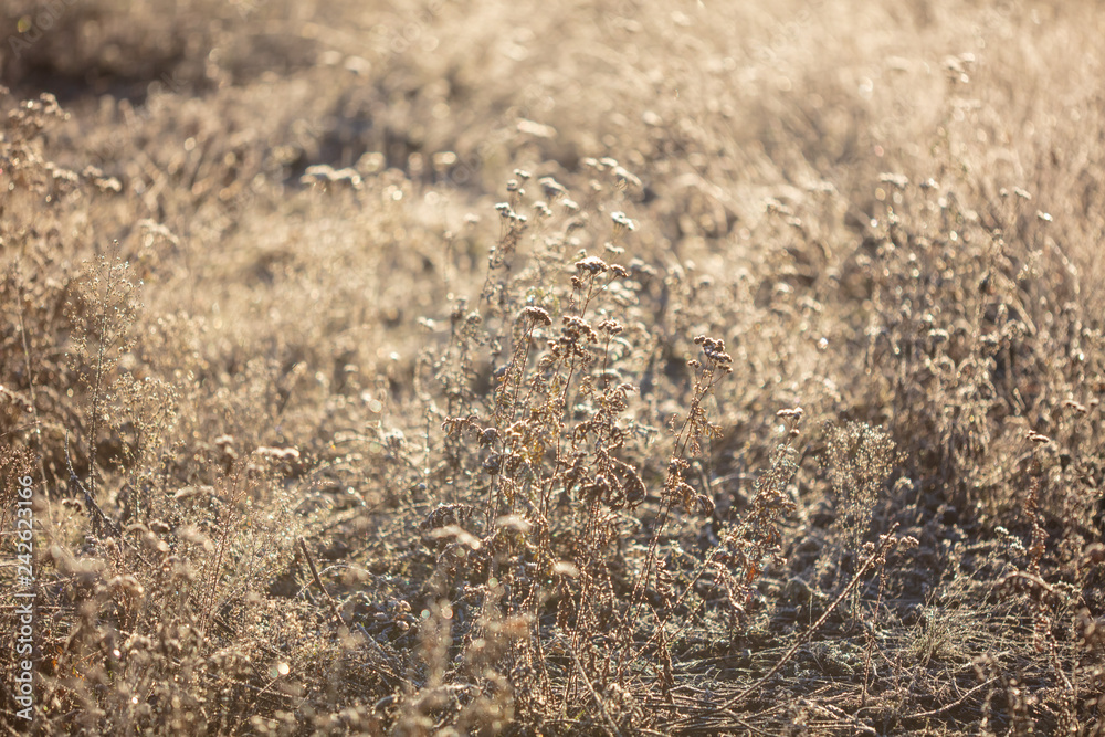 Dry grass in the morning at sunrise Dry grass in the morning at sunrise