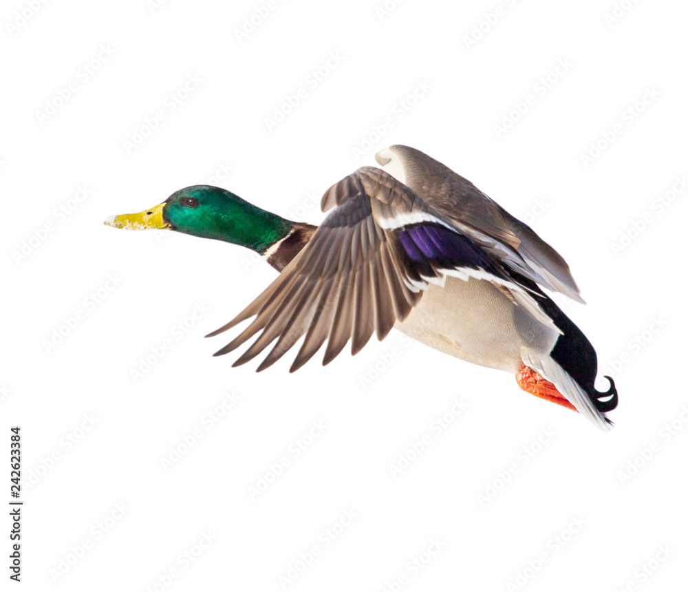 Duck in flight isolated on white background Duck in flight isolated on white background